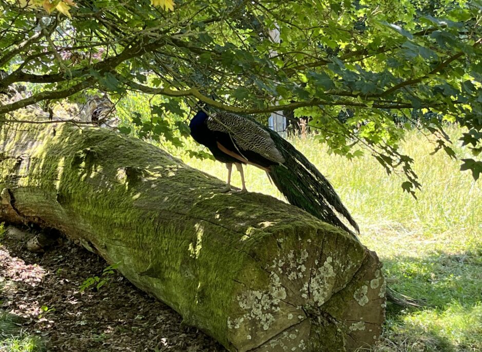 Wisentgehege (19)