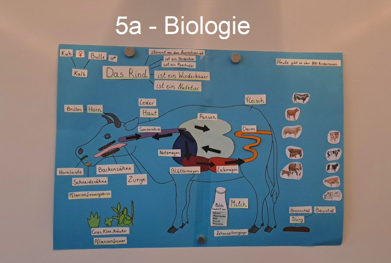 You are currently viewing Biologieunterricht an der WvS